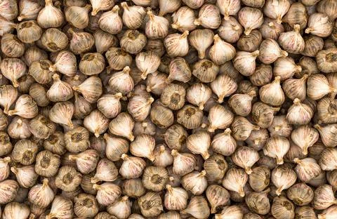 Garlics background, wallpaper. 3D rendering Stock Illustration