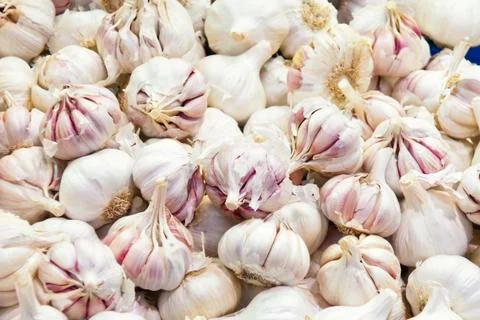 Garlics Stock Photos