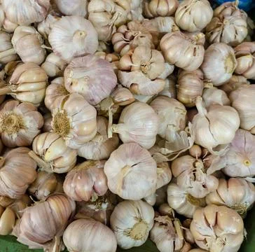 Garlics  Stockfoto's