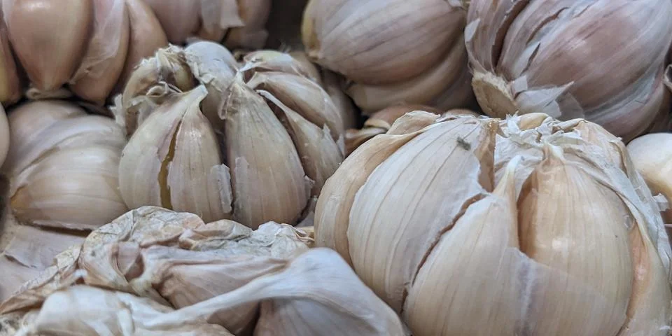 Garlic's Stock Photos