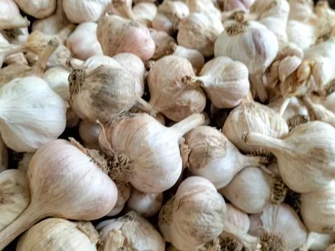 Garlics Stock Photos