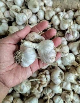 Garlics Stock Photos