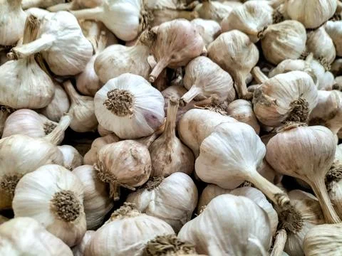 Garlics Stock Photos