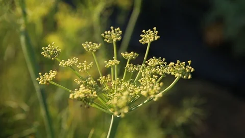 Garnish Stock Footage 95008821