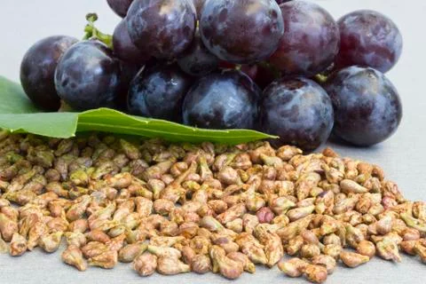 Garpe seed and grape Stock Photos