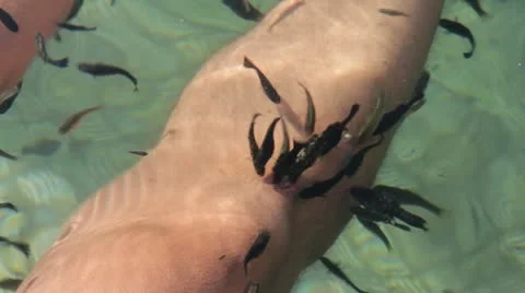 Garra rufa fish Video stock 12547993