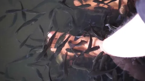 Garra rufa fish Stock Footage 229822092