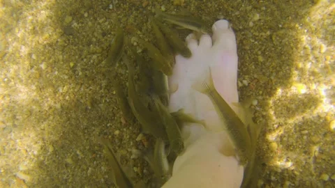 Garra rufa fish therapy experience in Sri Lanka with soothing effects Video stock 305379539
