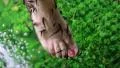 Garra Rufa fishes cleans epidermis from woman feet HD Footage
