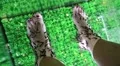 Garra Rufa fishes cleans epidermis from woman feet HD Footage