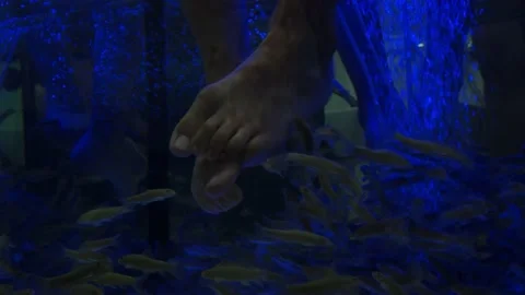 Garra Rufa. small fish eat the old skin on their feet. peeling. beauty services Stock Footage 166314383