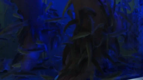 Garra Rufa. small fish eat the old skin on their feet. peeling. beauty services Stock Footage 167722017