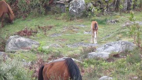 The Garrano colt, indecisive about eating or playing, chooses to groom himself Stock Footage 252945042