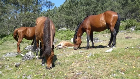Garrano native breed horses graze restlessly due to the unwanted human presence. Stock Footage 253216092