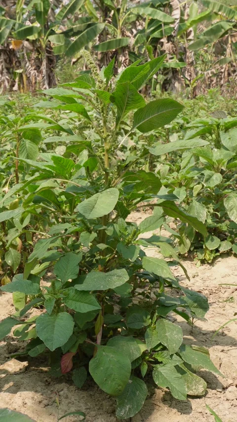 Garreen amaranth 스톡 동영상 332588975