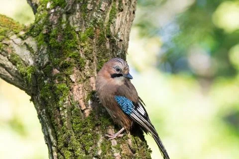 Garrulus glandarius on a branch Stock Photos