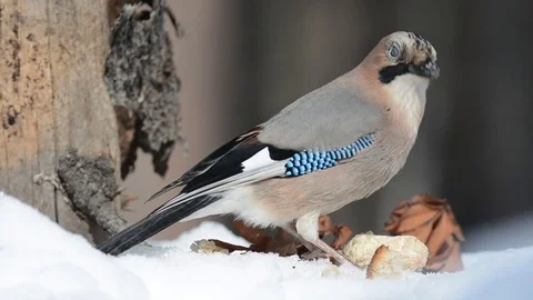 (Garrulus glandarius)  jay Stock Footage 76359700