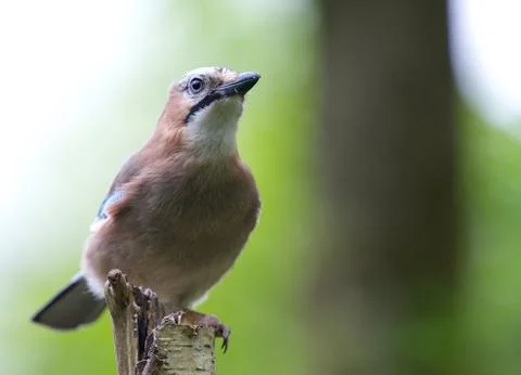 Garrulus glandarius Stock Photos