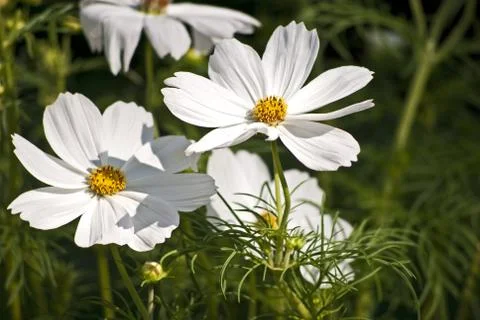 Gartenblumen Stock Photos