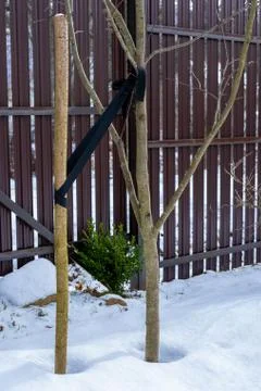 Garter of an apple tree to a stick. Foto stock