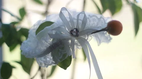 Garter on the leg of a bride Video stock 50149900