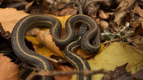 Garter Snake in Autumn Leaves Stock Photos
