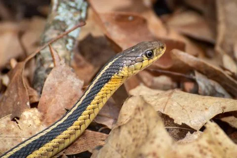 Garter Snake Close up Image Stock Photos