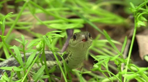 Garter snake closeup facing camera turns head Stock Footage 57074484
