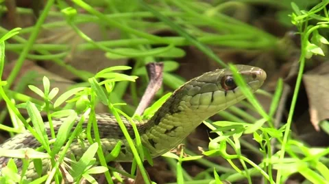 Garter snake closeup on forest floor Stock Footage 57074544