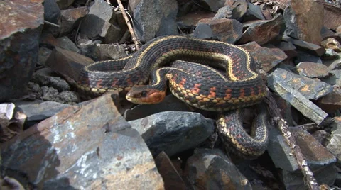 Garter snake coiled Stock Footage 1214872