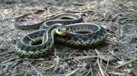 Garter Snake Defensive Display Stock Footage 56014058
