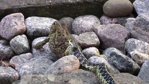 Garter snake drags toad backwards. Video stock 88261044