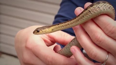 Garter snake escaping Vidéo 40340645