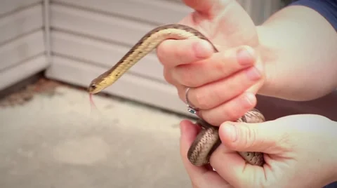 Garter Snake Vidéo 40340632