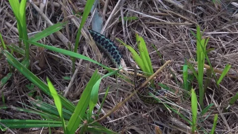 A Garter snake grabs a Leopard Frog in the grass and pulls him away Stock Footage 326980453