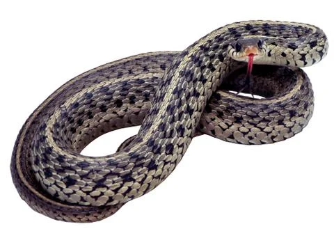 Garter snake isolated Stock Photos