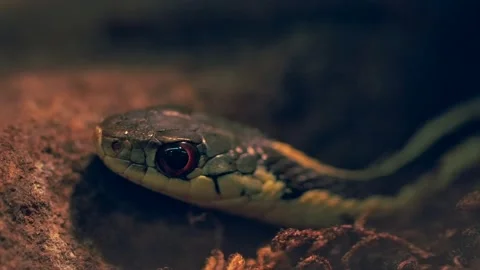 Garter snake macro close up Stock Footage 170836741