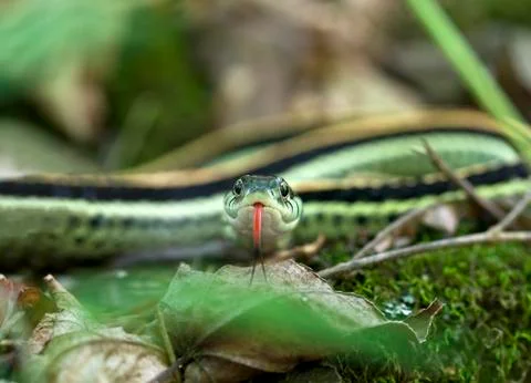 Garter snake Foto stock