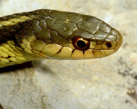 Garter snake Stock Photos