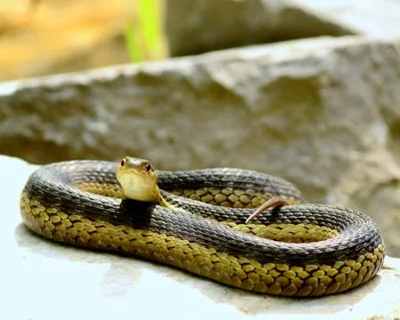 Garter snake Stock Photos