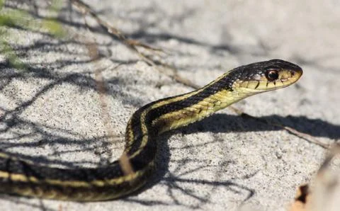 Garter Snake Stock Photos