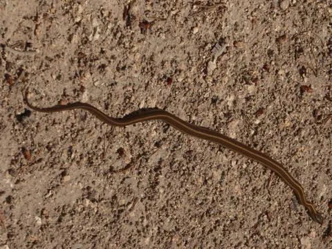 Garter snake Stock Photos