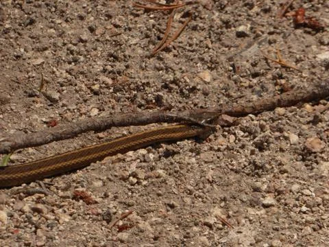 Garter snake Stock Photos