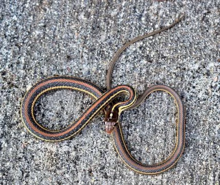 Garter Snake Stock Photos