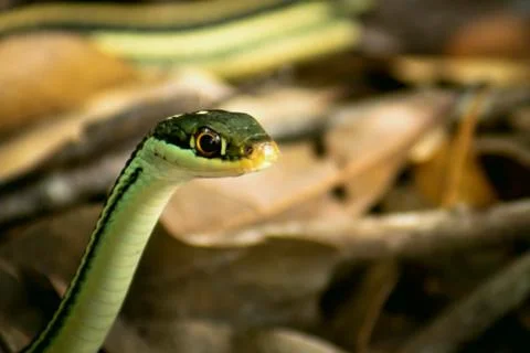 Garter snake 库存照片
