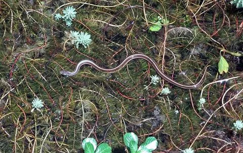 Garter Snake Stock Photos