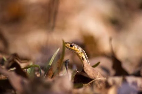 Garter snake profile Stock Photos
