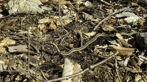 Garter snake slithering through fall foliage Stock Photos