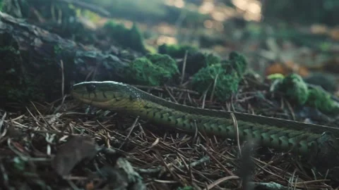 Garter Snake Slithers Through Forest Stock Footage 203834948
