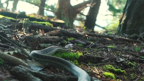 Garter Snake Slithers Through Forest Floor Stock Footage 203834952